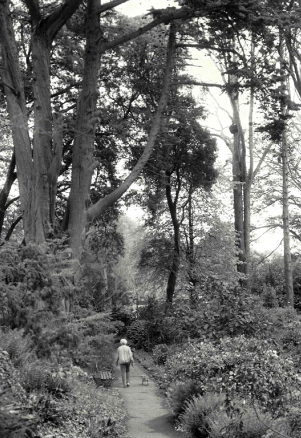 Picture of Ventnor Botanic Gardens with original planting from the time of the RNVH before the 1987 storm.
